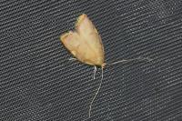 Carcina quercana
