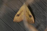 Rivula sericealis