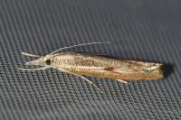 Agriphila inquinatella