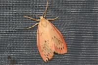 Miltochrista miniata