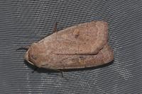 Xestia castanea