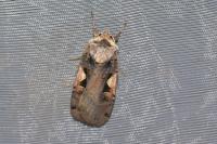 Xestia c-nigrum