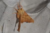 Ennomos erosaria
