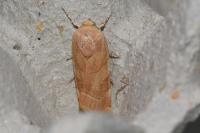 Noctua fimbriata