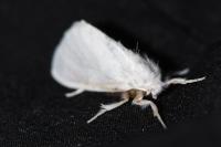 Sphrageidus similis