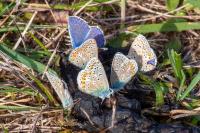 Polyommatus icarus