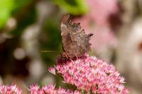 Polygonia c-album