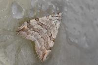 Aplocera efformata/plagiata