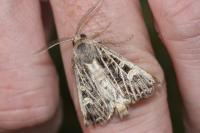 Tholera decimalis