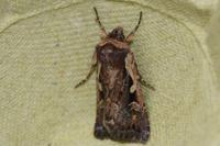 Xestia agathina