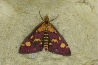Pyrausta purpuralis