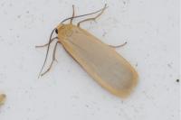 Katha depressa