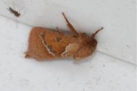 Triodia sylvina
