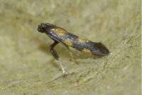 Euspilapteryx auroguttella