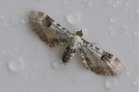 Eupithecia centaureata