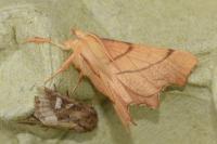 Ennomos erosaria