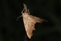 Ennomos erosaria