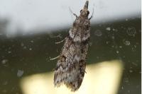 Eudonia angustea