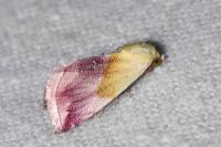 Eublemma purpurina