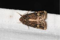 Leucochlaena oditis