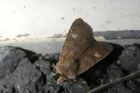 Xestia xanthographa
