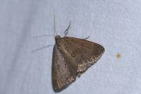Pachycnemia tibiaria tibiaria
