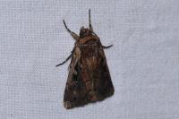 Xestia agathina