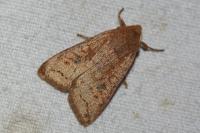 Sunira circellaris