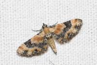 Eupithecia linariata