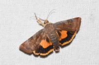 Noctua janthe