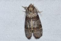 Cymatophorina diluta