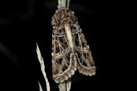 Leucochlaena oditis