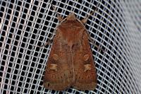 Xestia xanthographa