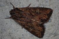 Mniotype solieri