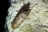 Teleiopsis