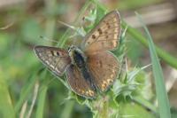 Lycaena tityrus