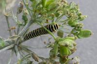 Papilio machaon