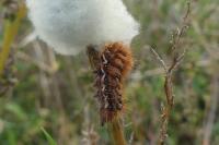 Acronicta rumicis