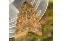 Cirrhia gilvago