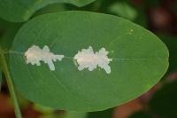 Parectopa robiniella