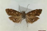 Prochoreutis myllerana