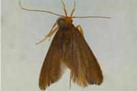 Eurodachtha pallicornella