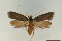 Homaloxestis briantiella