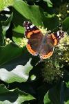 Vanessa atalanta