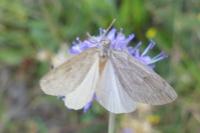 Pachycnemia hippocastanaria