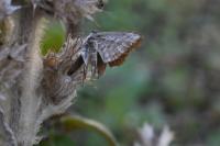 Cacyreus marshalli