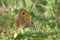 Pyronia tithonus