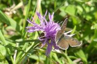 Lycaena tityrus