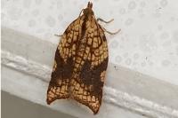 Acleris rhombana