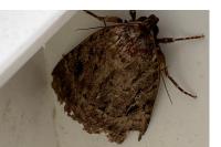 Amphipyra berbera/pyramidea